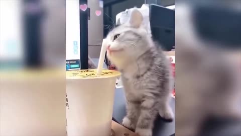 Cat is drinking coffee