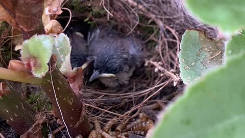 Wren Chicks