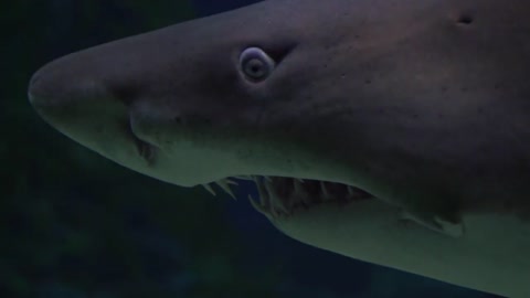 Close up Footage Of A Shark Underwate