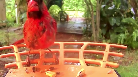 Cardinal barely survives Tropical Storm Debby Only For This To Happen Wait until the end!