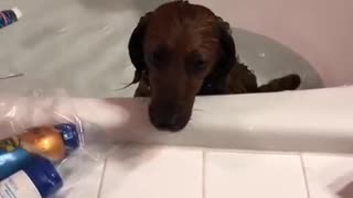 This Puppy Had Instant Regret When He Jumped Into A Tub Full Of Water