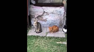 😂 Funniest Cats and Dogs Videos 😺🐶