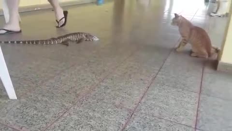 brave cat faces stubborn lizard