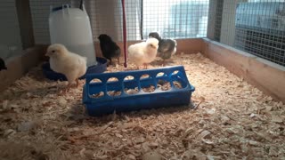 Baby Chickens Day#03