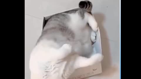 Cat Climbs In A Box And Falls Off The Couch