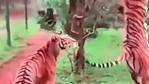 Tigers Jumping High To Catch Meat Caught No Slow Motion. Best For World Viral Video#short#virals