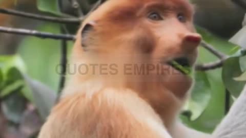 The Quirky World of the Proboscis Monkey:Unveiling the Hilarious Antics of Borneo's Big Nosed Primat