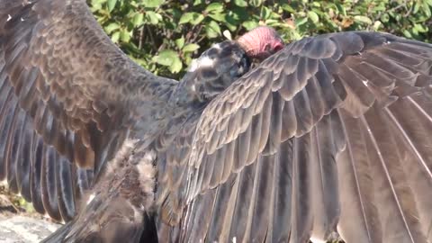 Turkey Vulture in a tree