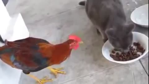 This Cat Vs Cock Battle