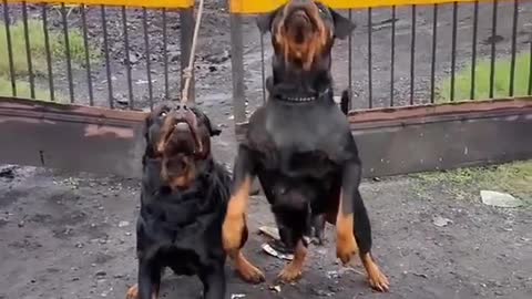 Rottweiler dogs catching the ball dogs video