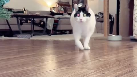 The Best #slowmotion #viralvideo of a #cat #running toward #mouse #shorts #trending #ytshorts #yt