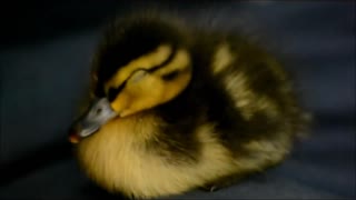 Abandoned Duckling Imprints On Rescuer, Follows His Every Move