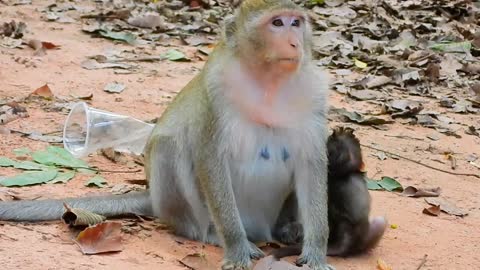 Monkey Ginger Eat Mango but no share Golda
