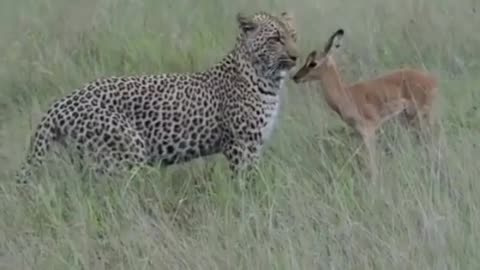 The leopard is vegan 🥬 Can you explain what is happening here?🐆