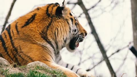 A dangerous tiger