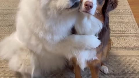 Cute dog video 🐶🐶🐶