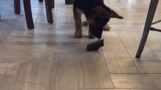 Dog trying to get toy but is not able to