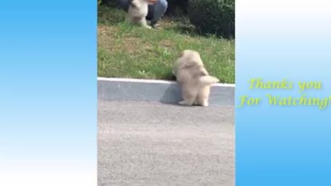 Cute pets and funny Animal compilation. Cat, dog,.....