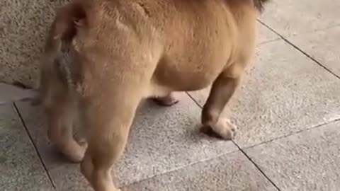 Funny Dog as Wild 🤣