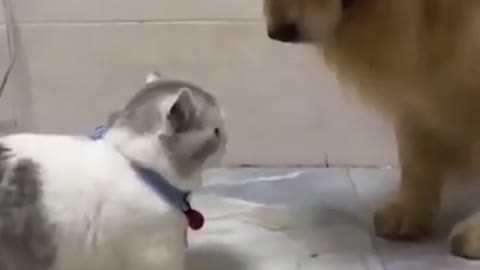 Cat Vs Dog Funny Fight Video 😁 Don't miss ending