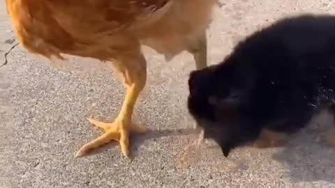 Small Puppy and a Cock having fun on the backyard