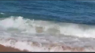 Sharks surf the waves at Pennington Beach