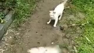 Cat vs Fish