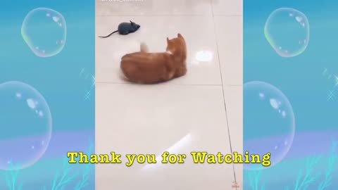 Compilation of super funny cats and dogs - Cats are so funny that you will die laughing