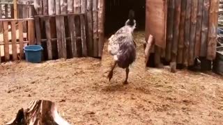 Pup and Emu are Perfect Pals