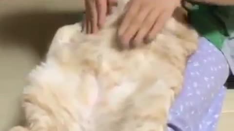 To groom my baby cat