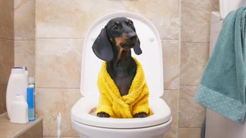 Potty's occupied! Cute & funny dachshund dog video!