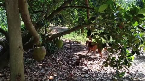 DOG VS kING COBRA