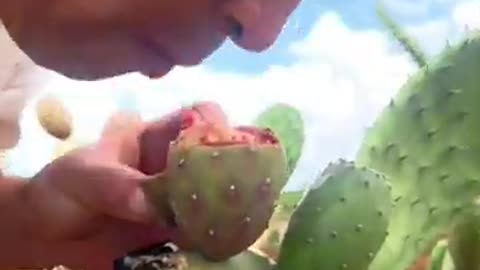 Taste Cactus fruit! #fruitgarden #farming