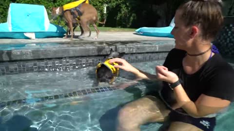 Teaching My Dogs How To Swim With Love