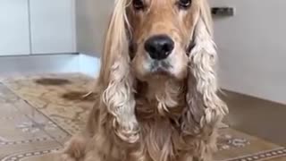 sweet cocker spaniel with two clips in her long tuft of hair