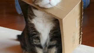 Funny and Cute Cat Videos #331