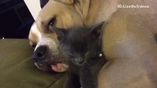 Dog Cuddles With Cat While Napping On Couch