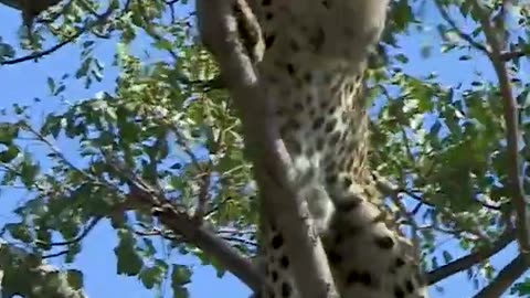 LFeárless Leopard Climbs Tree with