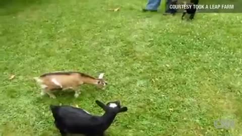 Adorable dwarf goat knocks over playmates