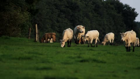 Amazing Herd Of Cows Walking and Grazing In Grand Father Farm