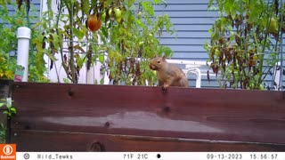 Squirrel in a tomato box