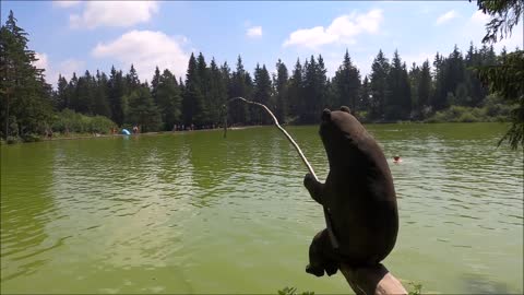 This bear is trying to catch fish