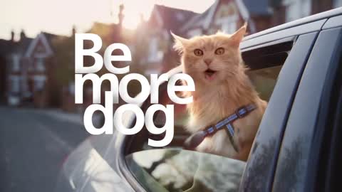 O2 Refresh - Be more dog