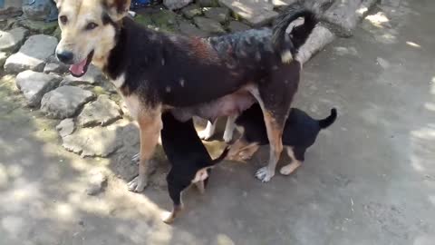 Very innocent dog baby playing with his sister and brothers