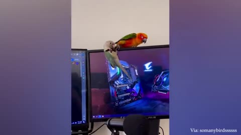 FUNNY Parrots - cute