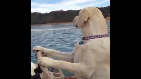 Dog Loves the watercraft that's moving.