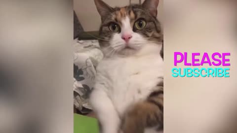 Funny cats compilation | cute cats compilation | purepets ❤️