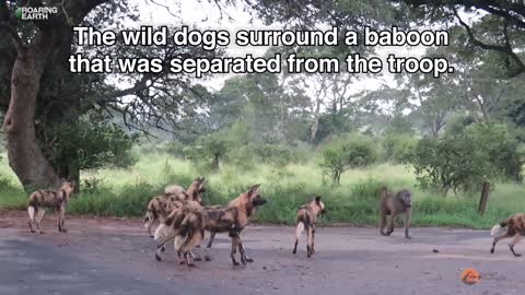 Single Baboon Stuck Between 20 Wild Dogs