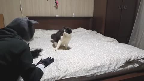 Cat Pranked By Big Cat Mask So Funny