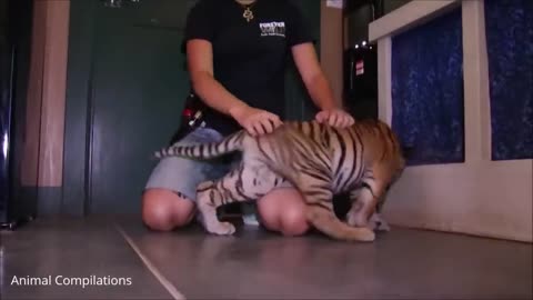 Cute Baby Tiger Cubs Playing - CUTEST Compilation